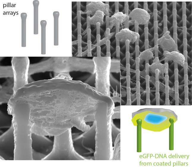 2016 University of Pisa studies investigated the interaction of cells with nanopillar arrays